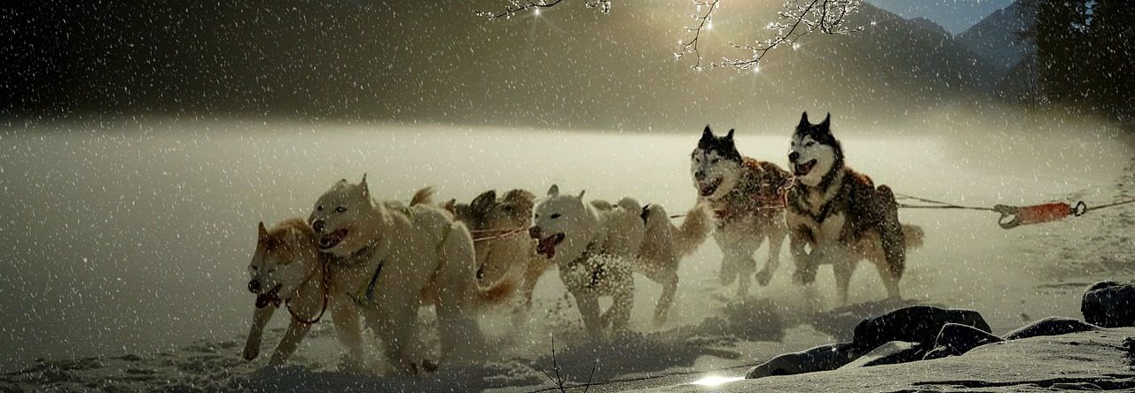 ベンチャー企業の倒産